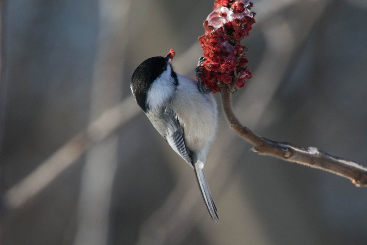 Black-capped Chickadee - Louis Lemay