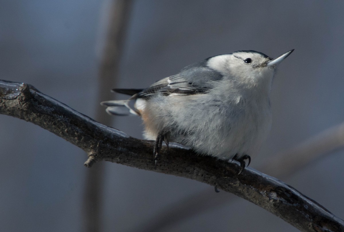White-breasted Nuthatch - ML83324981