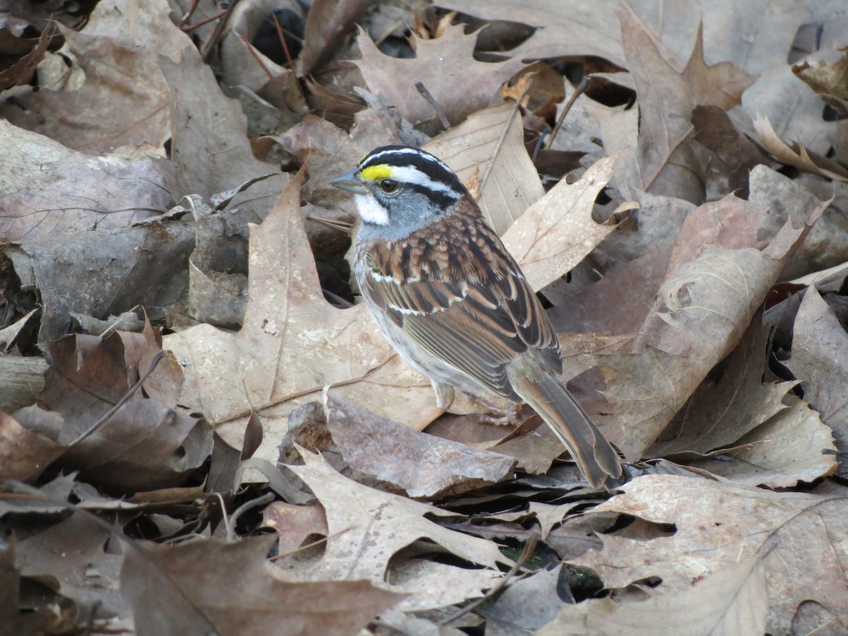 White-throated Sparrow - Ian Carlsen