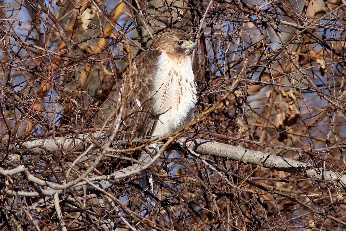 Red-tailed Hawk - ML83325141