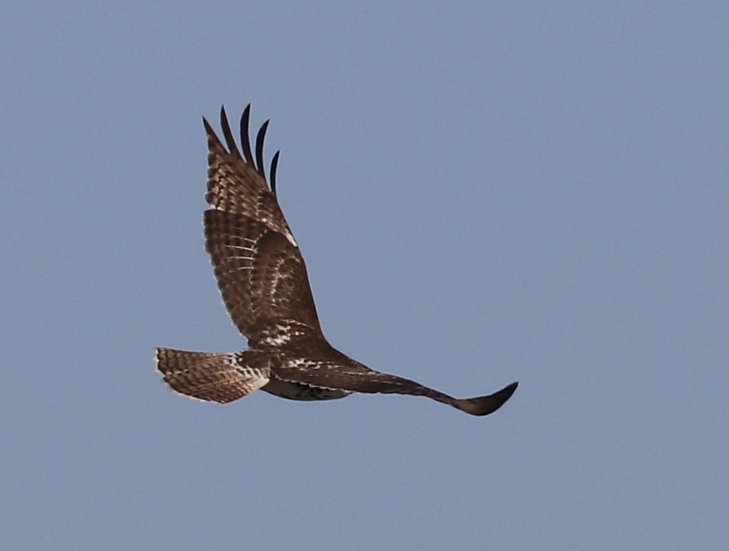 Red-tailed Hawk - ML83325681