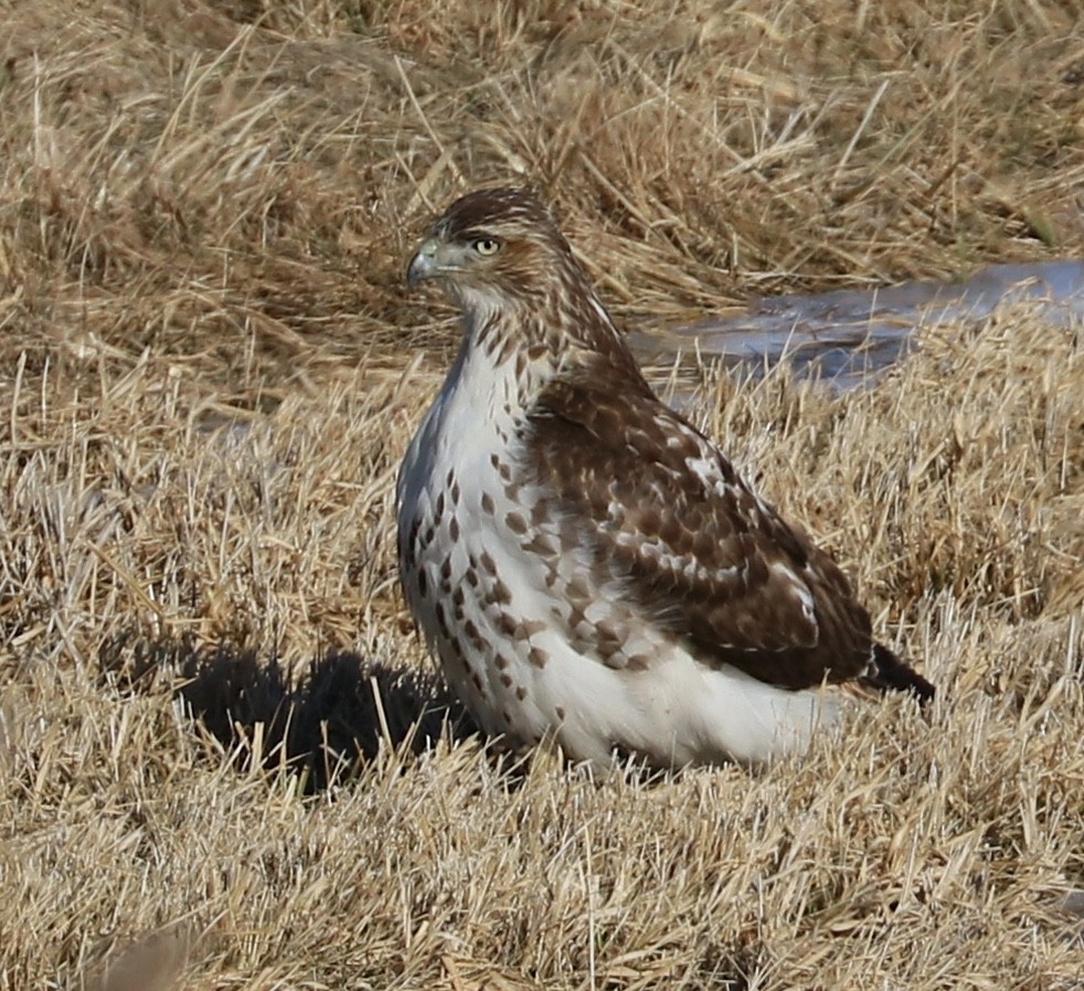Red-tailed Hawk - ML83325691