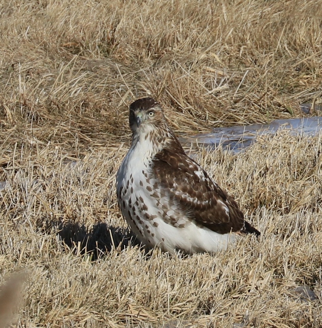Red-tailed Hawk - ML83325701