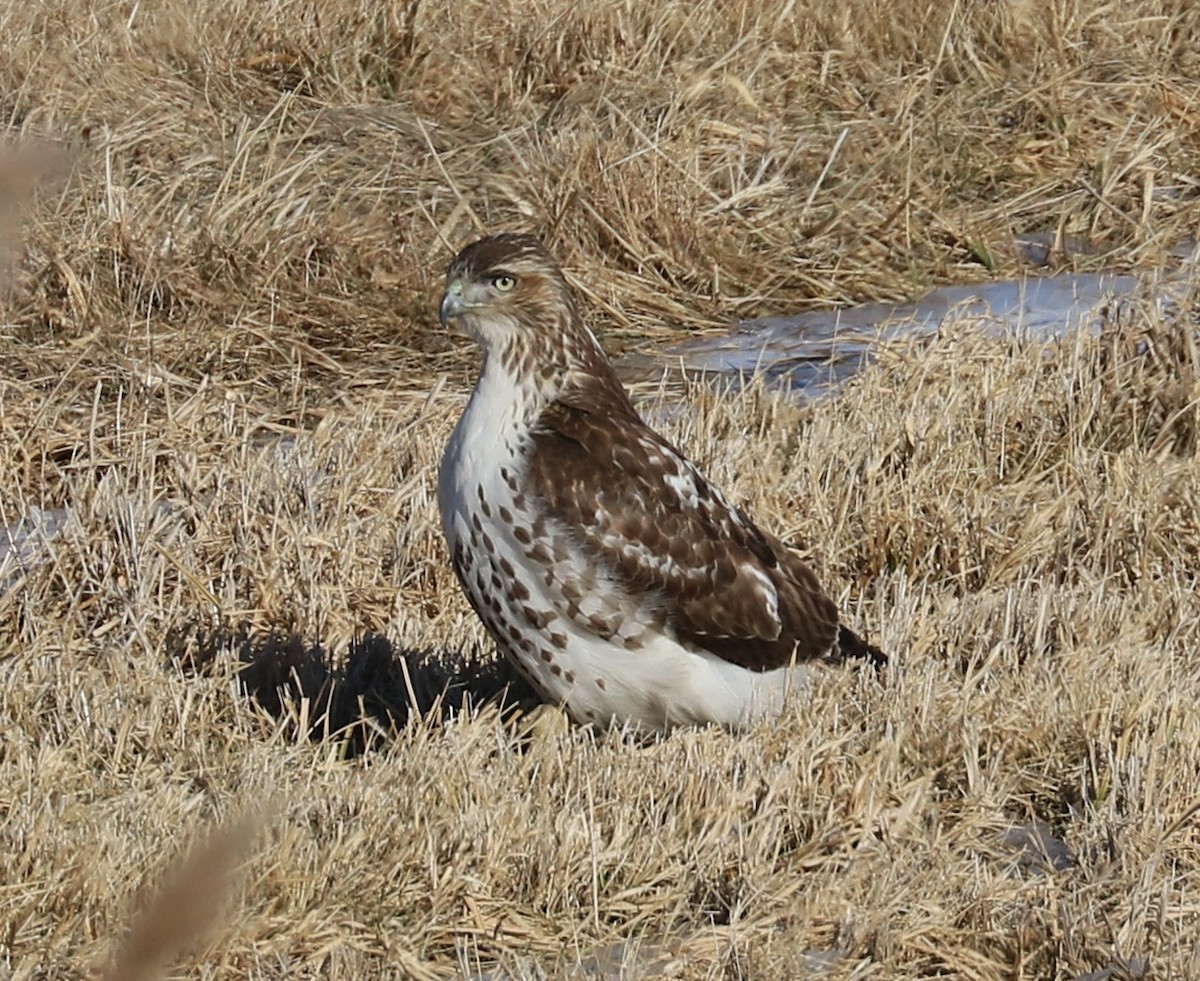 Red-tailed Hawk - ML83325711