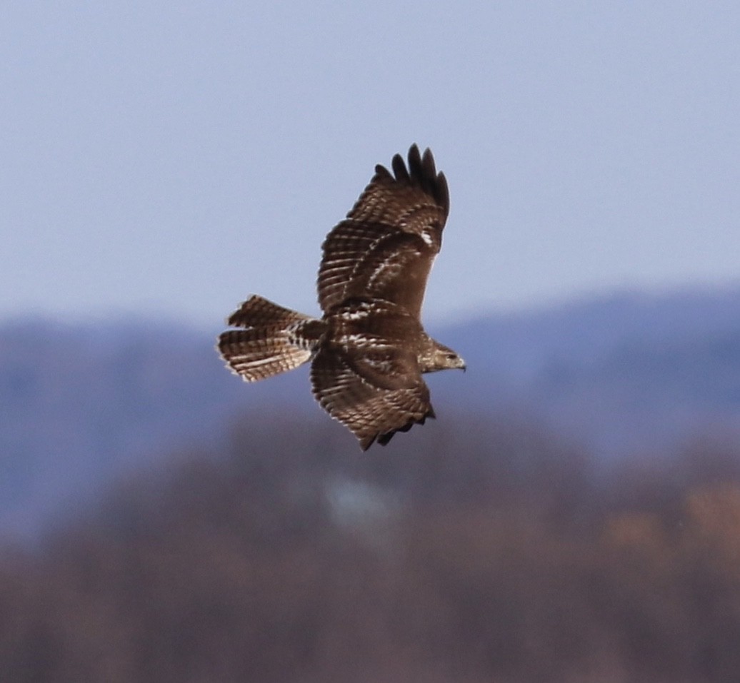 Red-tailed Hawk - ML83325721