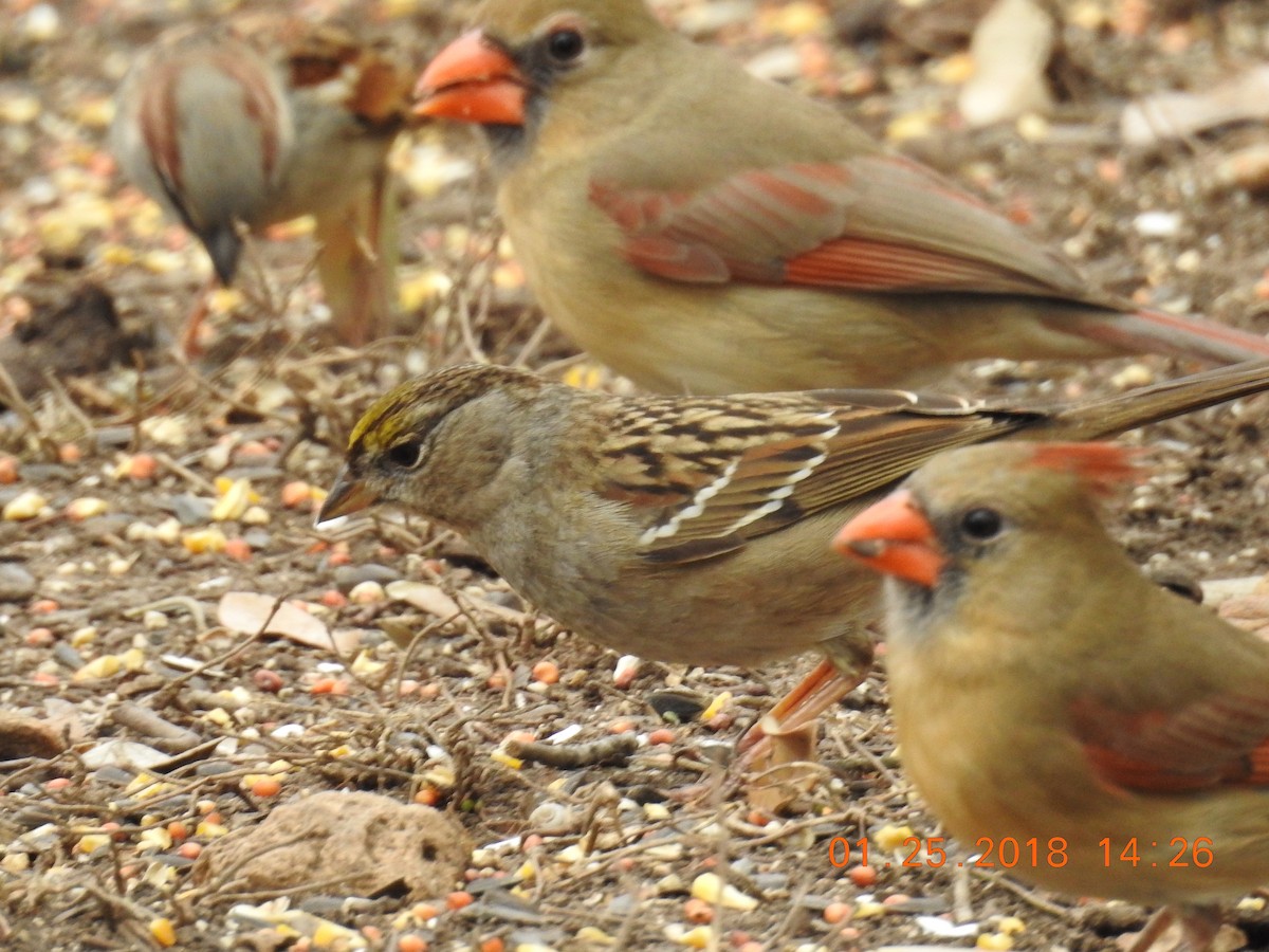 Golden-crowned Sparrow - Susan Schaezler