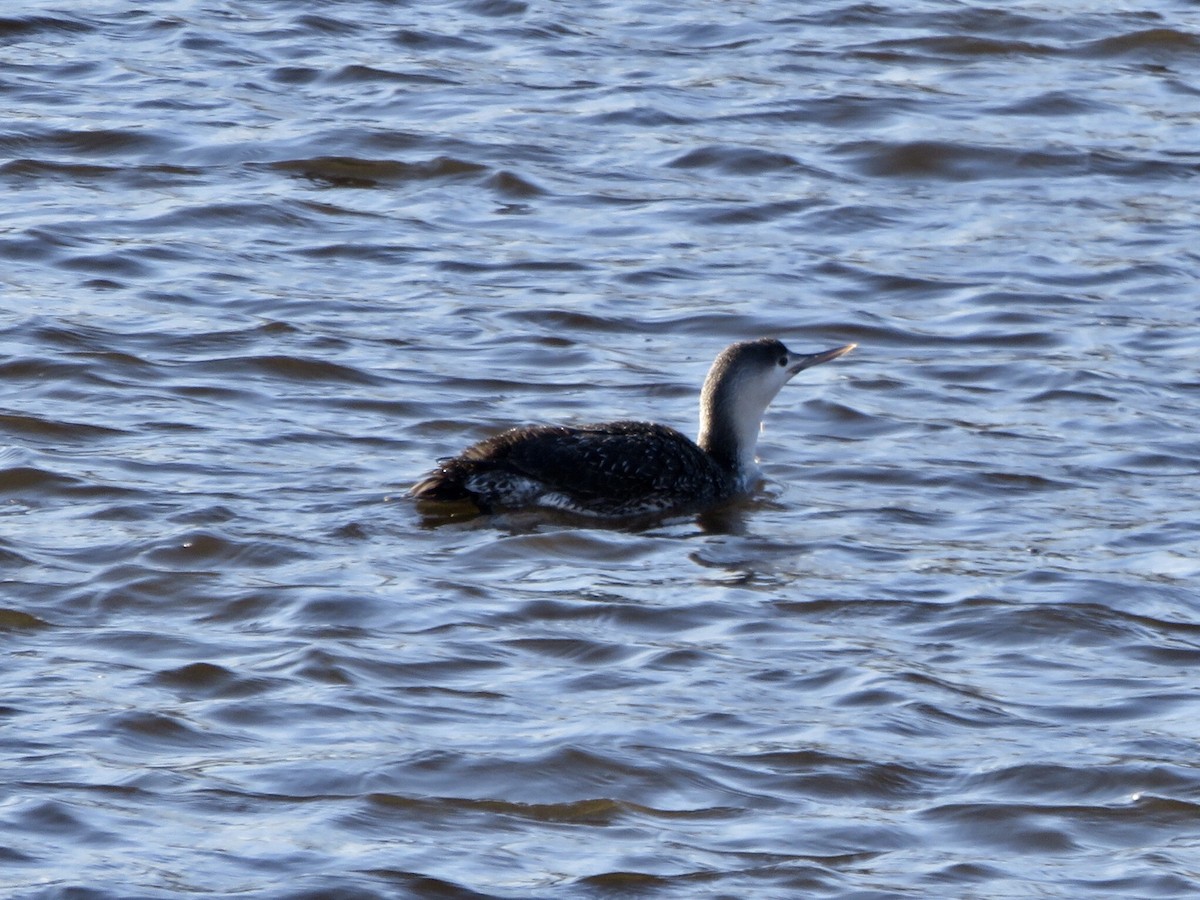 Red-throated Loon - ML83330111