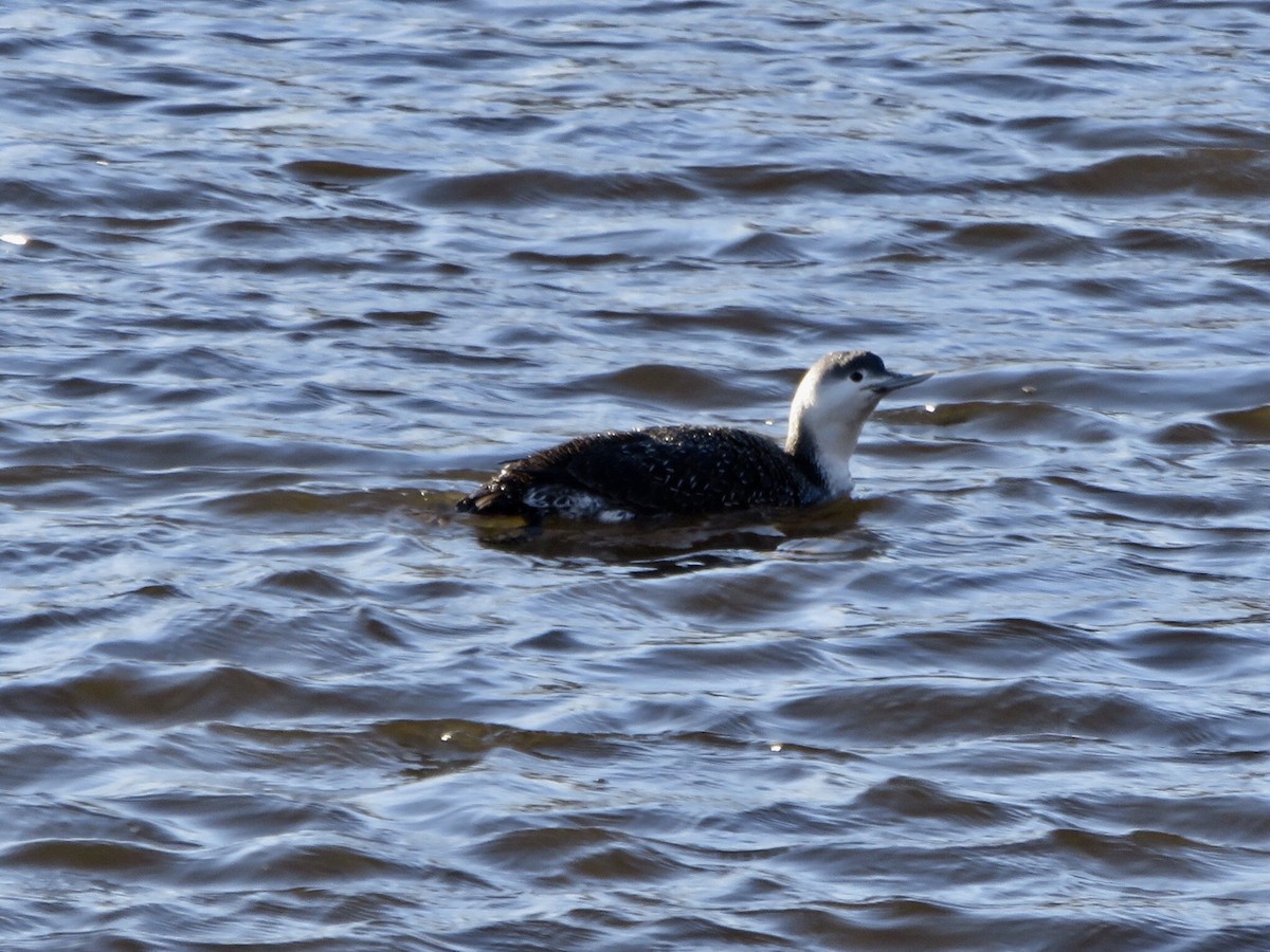 Red-throated Loon - ML83330141