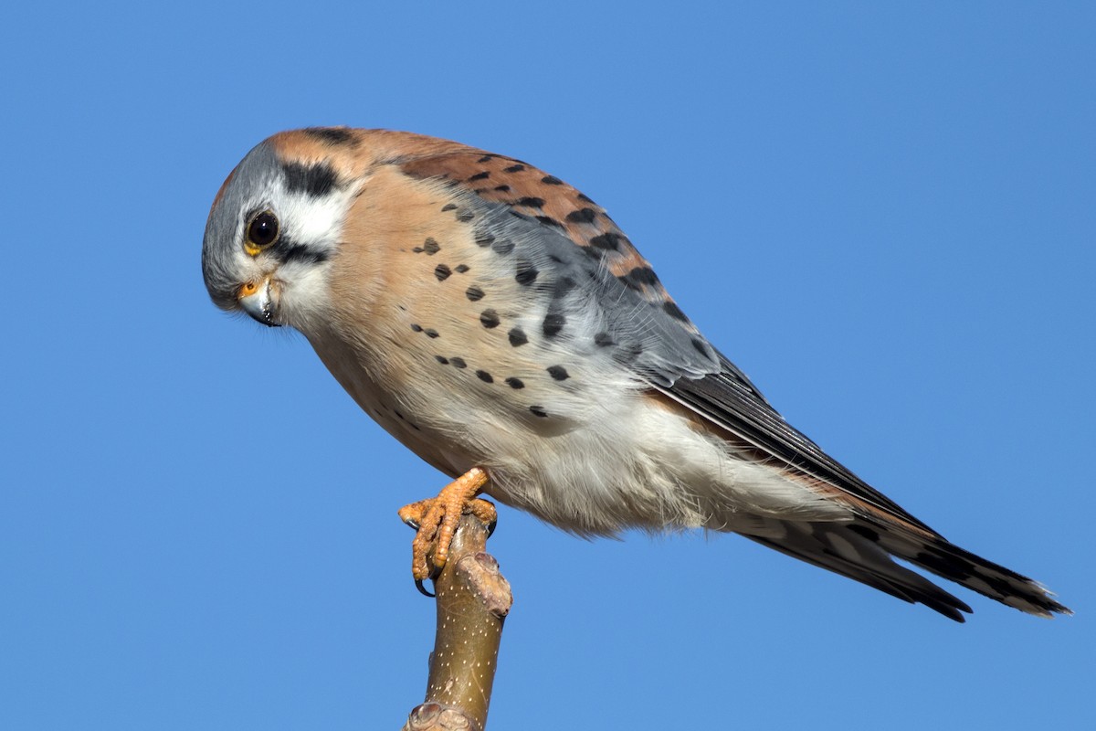 American Kestrel - Paul Cohen