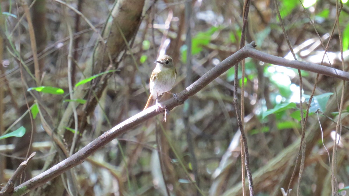 Fulvous-chested Jungle Flycatcher - Lachlan Lamont