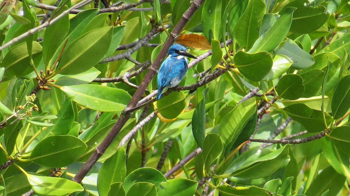 Small Blue Kingfisher - Lachlan Lamont
