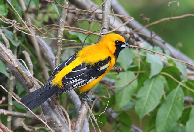 Orange Oriole - eBird