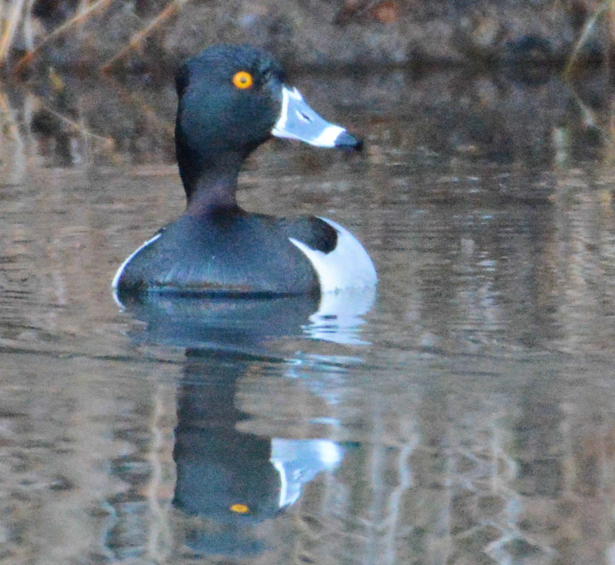 Ring-necked Duck - Kenneth Butler