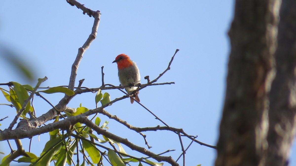 Scarlet-headed Flowerpecker - ML83338971