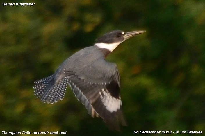 Belted Kingfisher - Jim Greaves