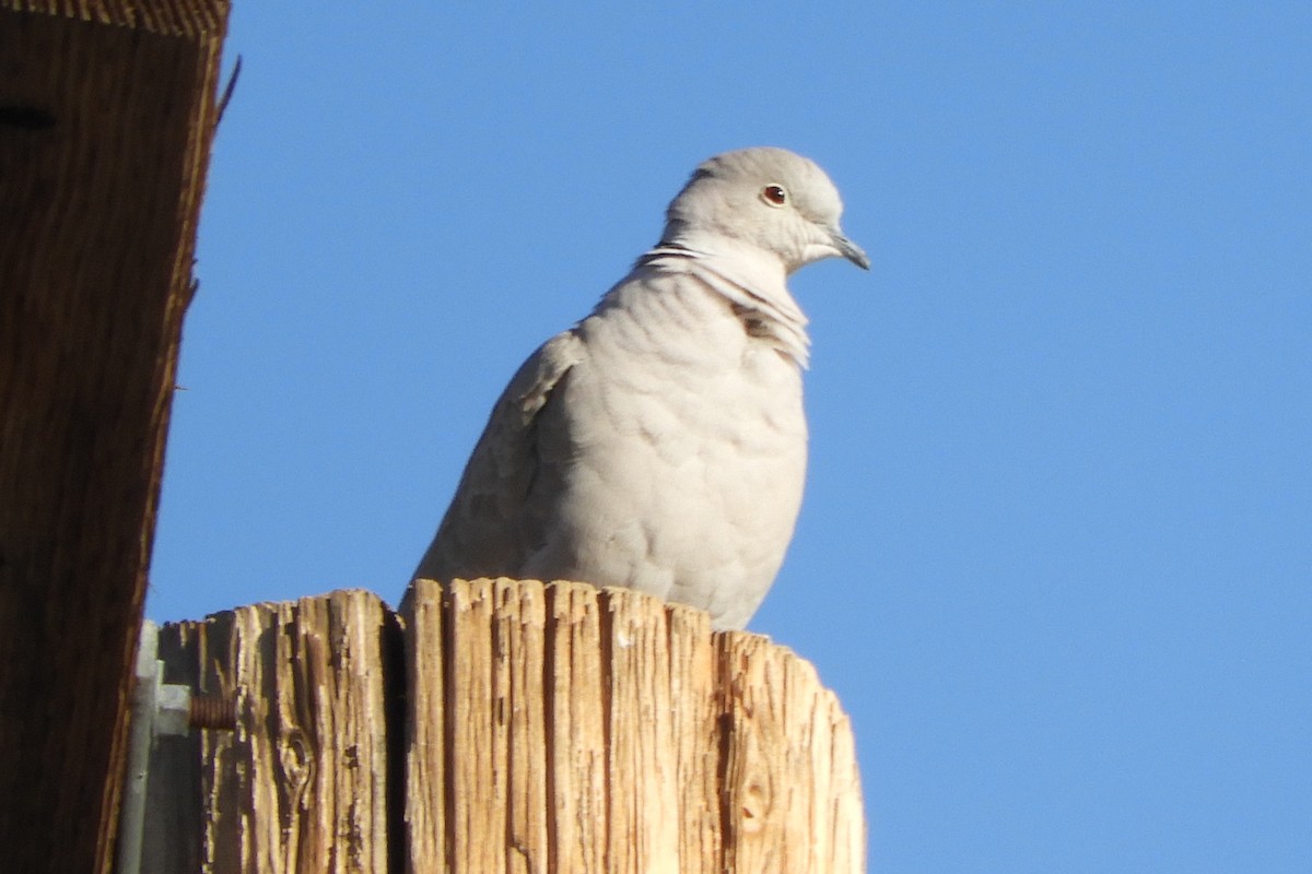 Eurasian Collared-Dove - ML83342061