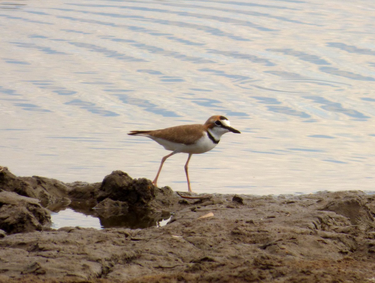 Collared Plover - ML83342981