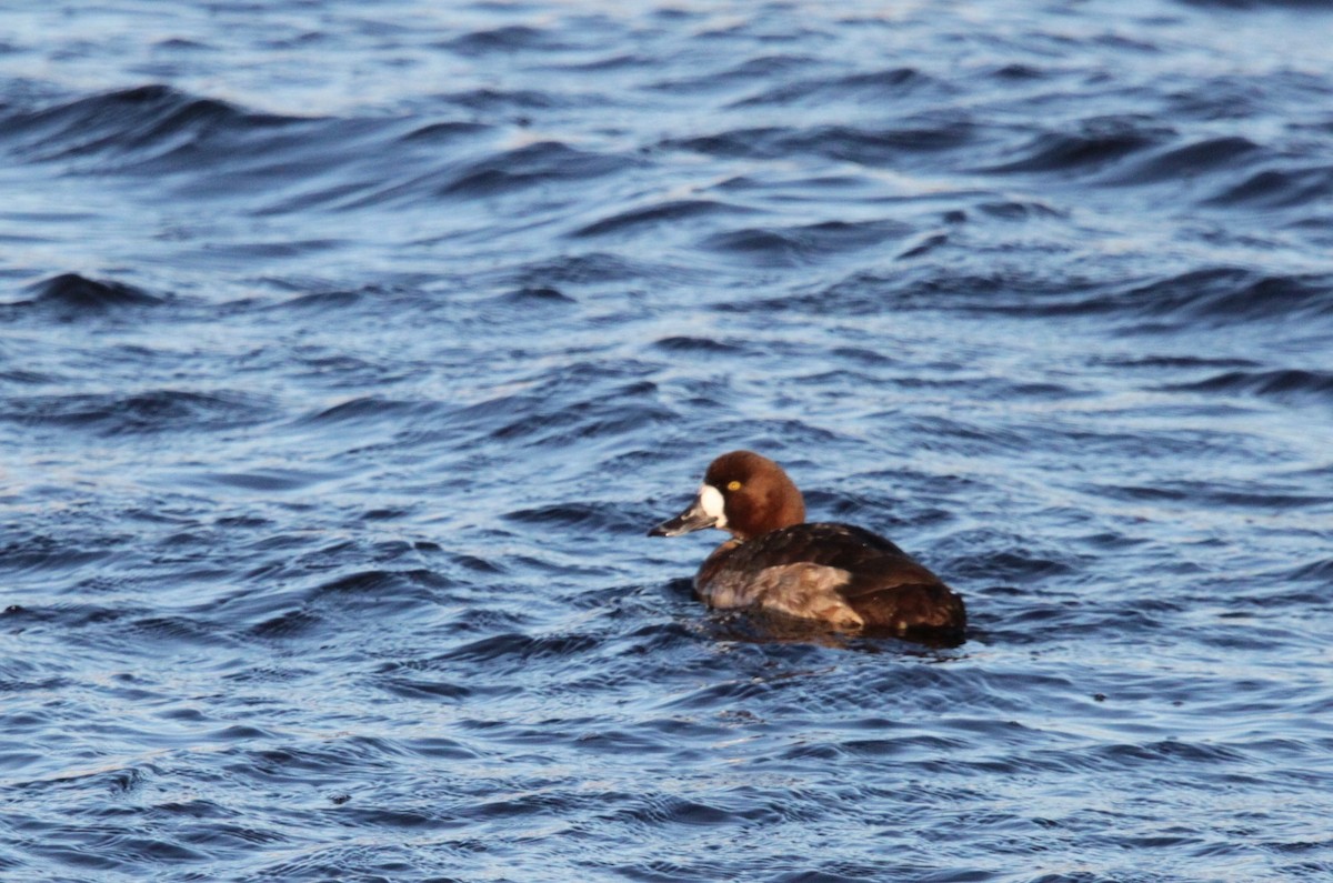 Greater Scaup - Tom Younkin