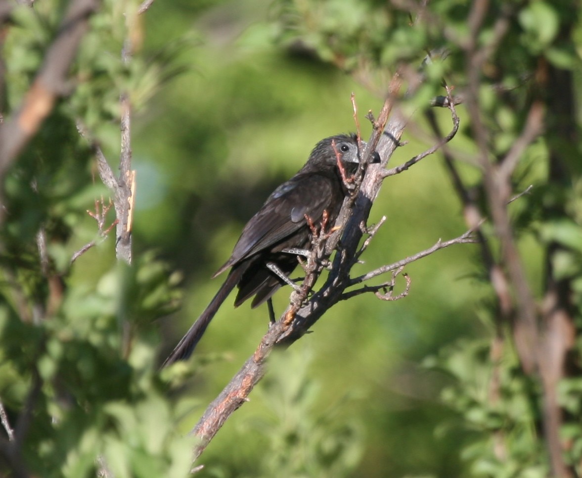 Groove-billed Ani - Cole Wolf