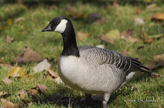 Cackling Goose, ML83346331