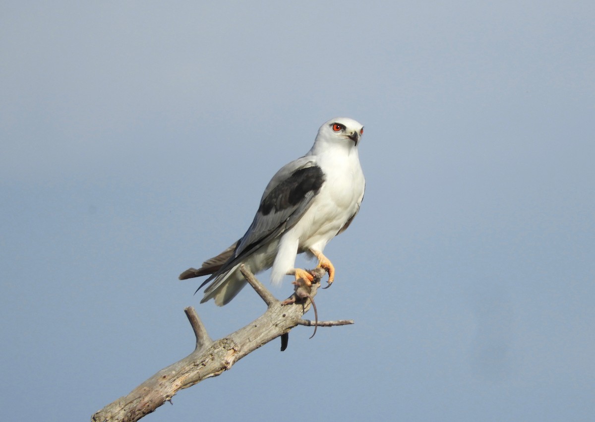 Black-shouldered Kite - Anonymous