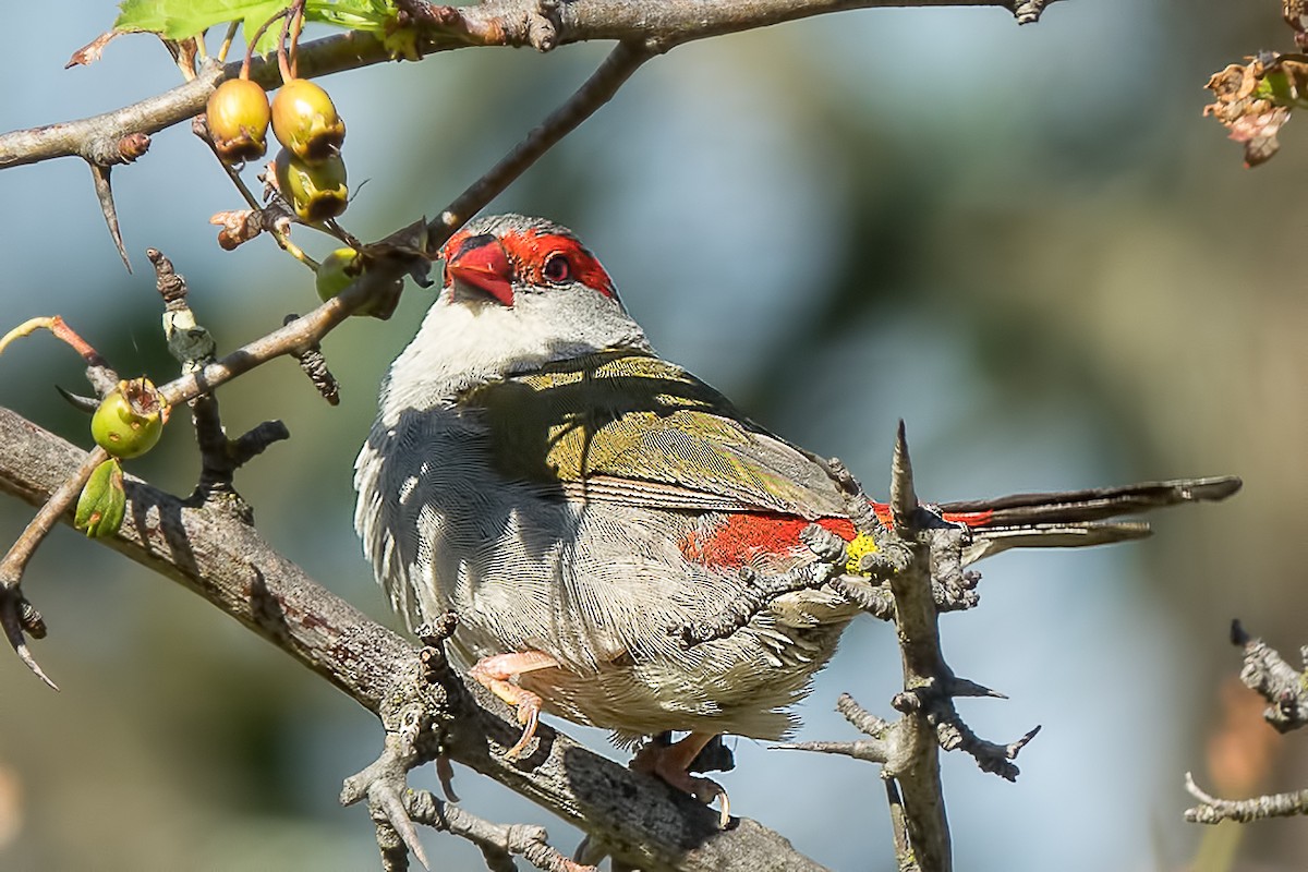 Red-browed Firetail - ML83348001