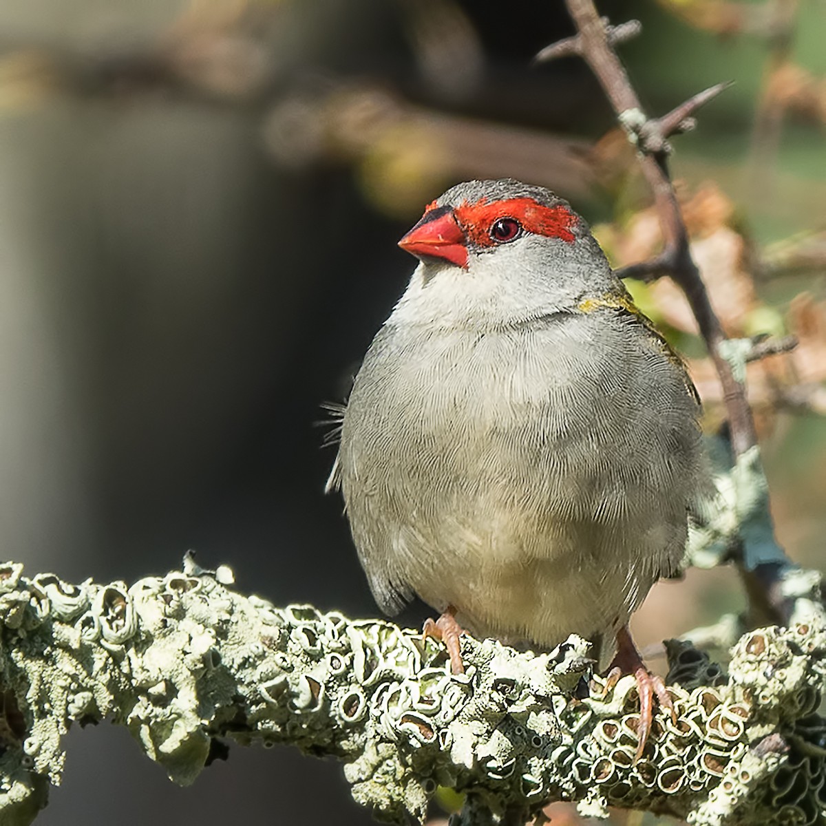 Red-browed Firetail - ML83348011