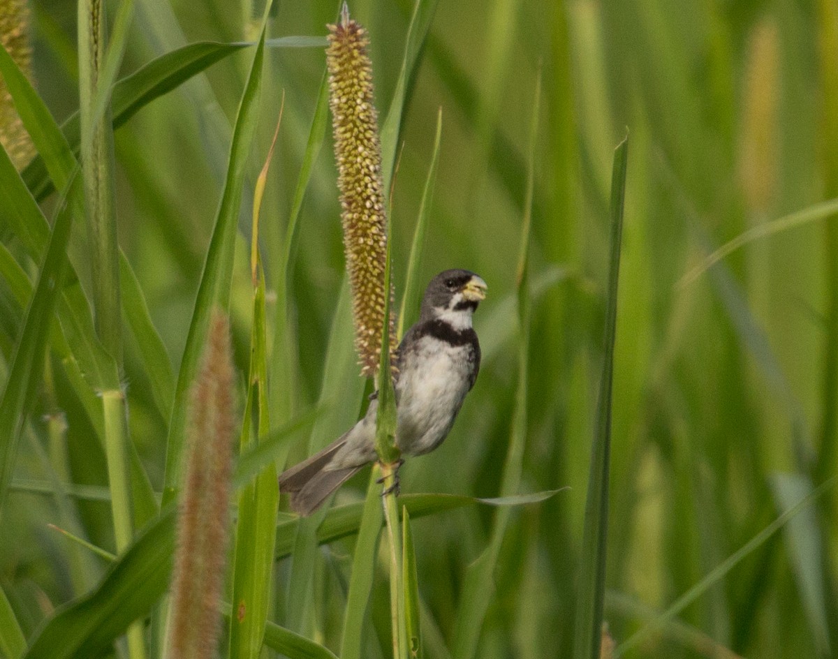 Double-collared Seedeater - ML83349031
