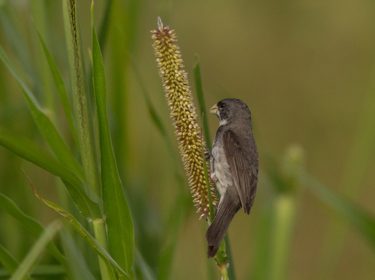Double-collared Seedeater - ML83349041