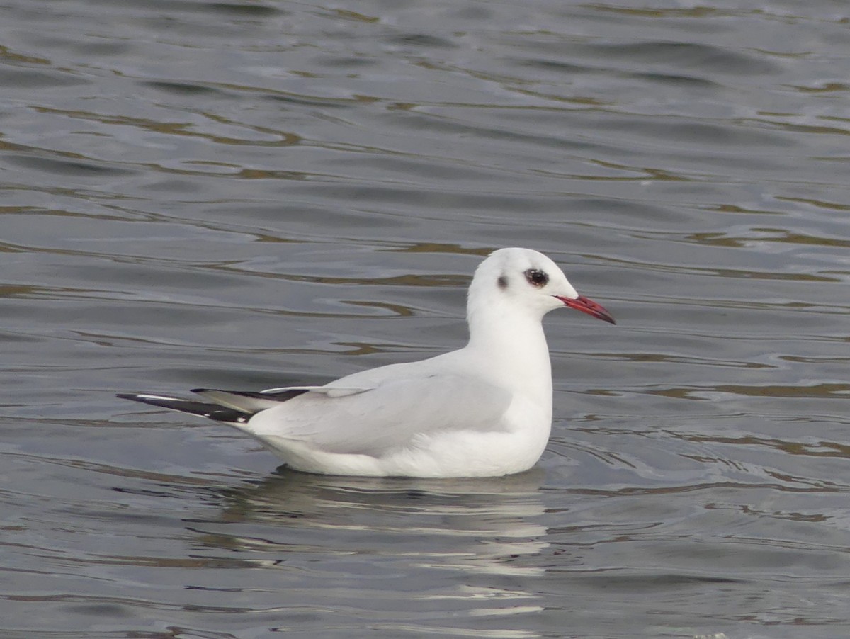 Mouette rieuse - ML83349451