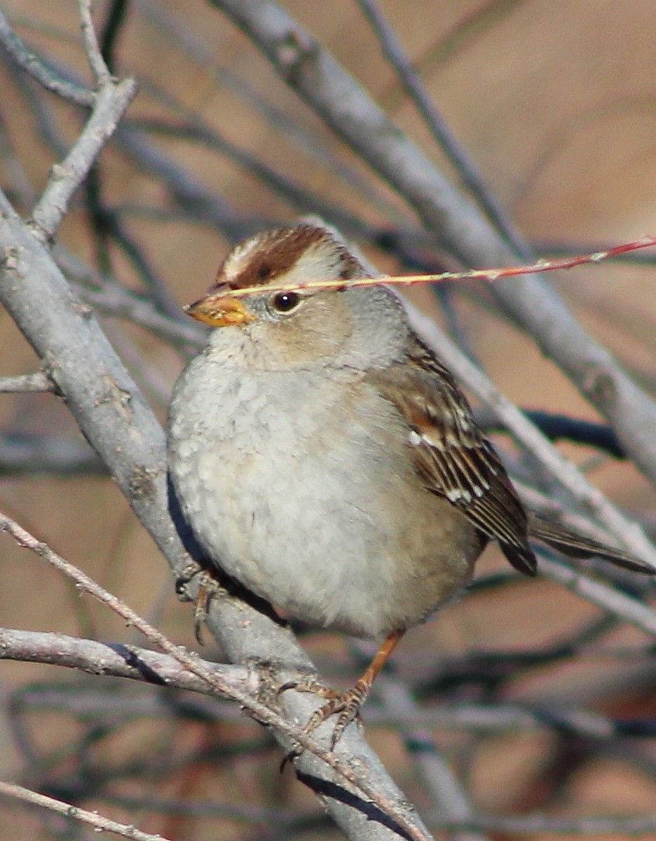 White-crowned Sparrow - ML83350301