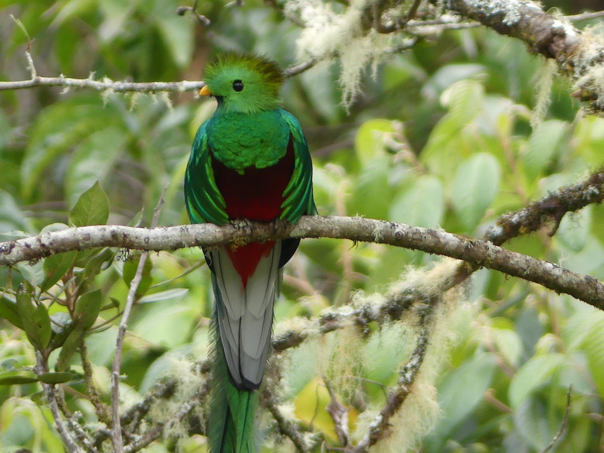 Quetzal resplendissant - ML83350401
