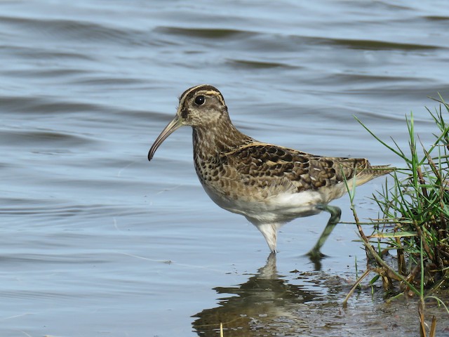 Photos - South American Painted-Snipe - Nycticryphes semicollaris ...