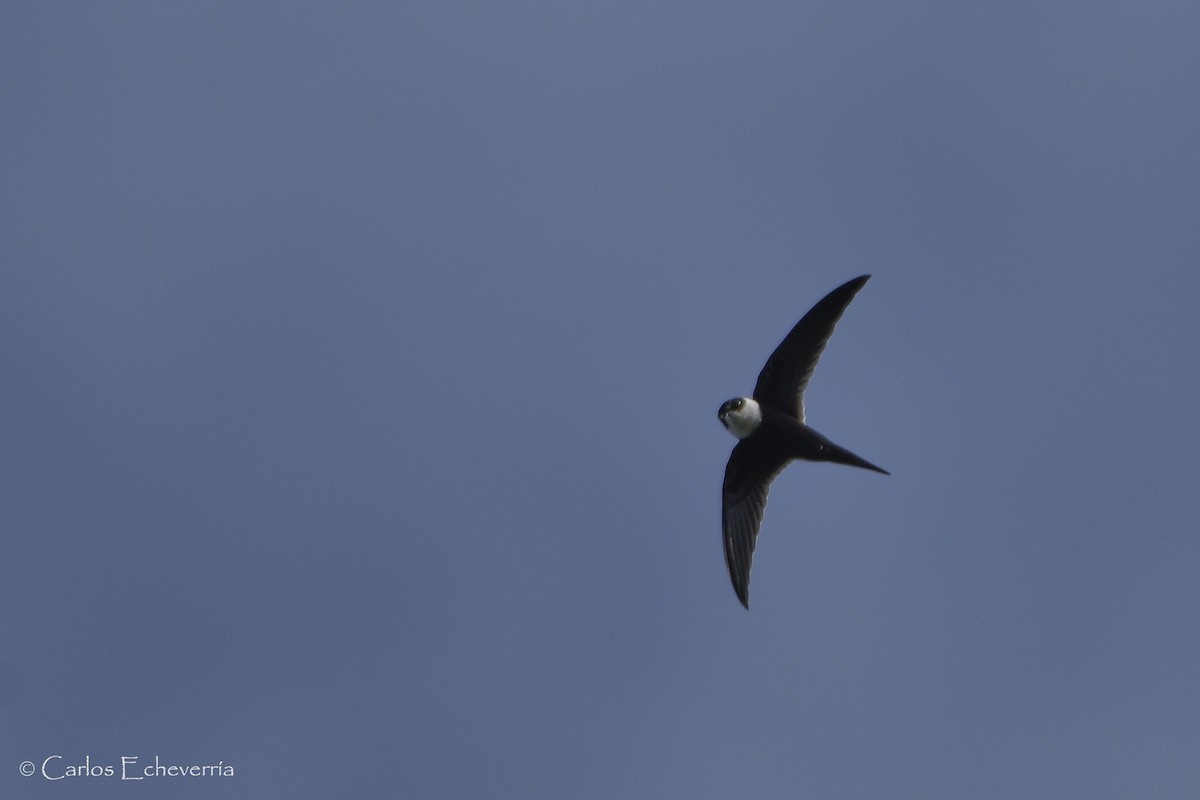 Lesser Swallow-tailed Swift - ML83352271