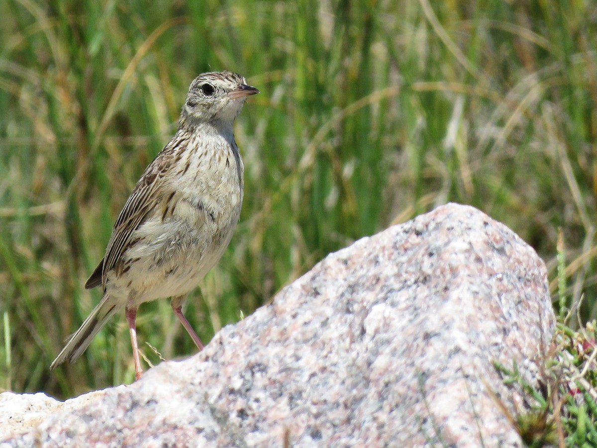 Ochre-breasted Pipit - ML83353171