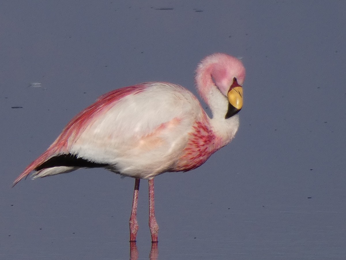 Puna Flamingosu - ML83357141