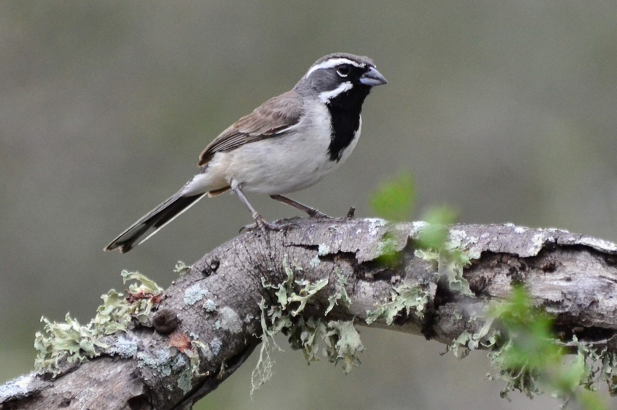 Black-throated Sparrow - Steve Tucker