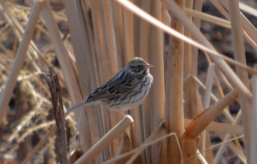Savannah Sparrow - Hal Robins