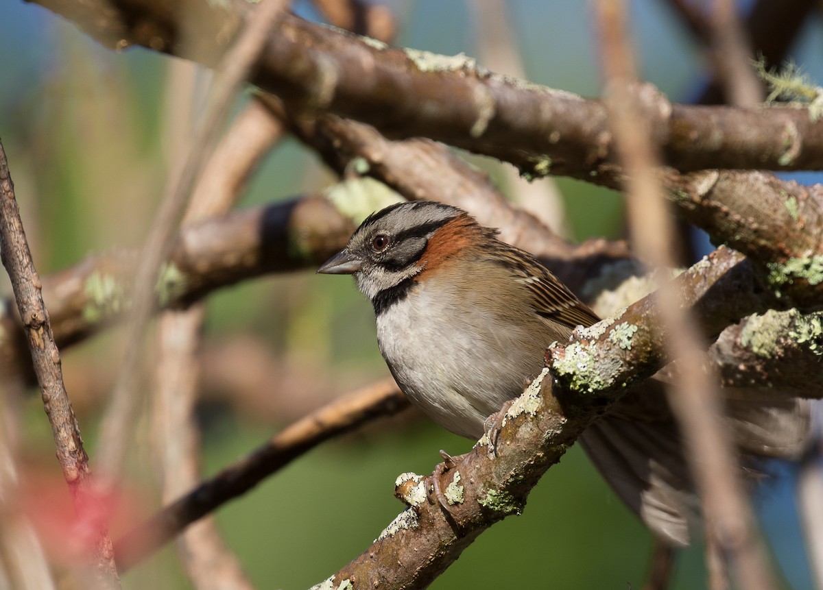 Rufous-collared Sparrow - Simon Best