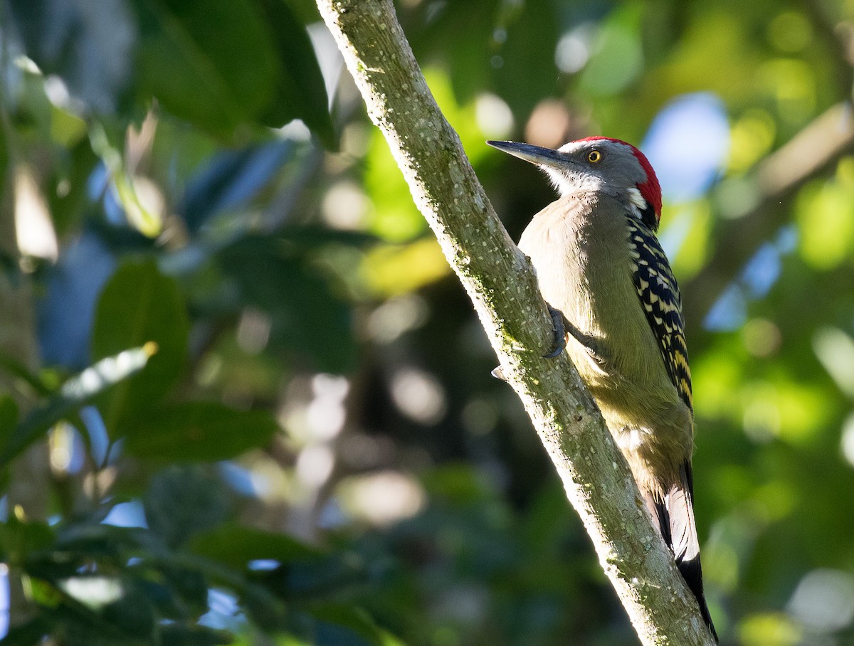 Hispaniolan Woodpecker - Simon Best