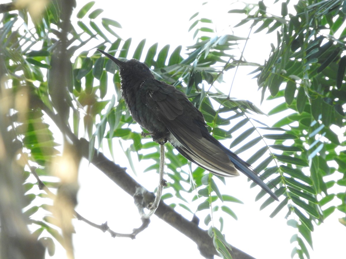 Swallow-tailed Hummingbird - ML83369221