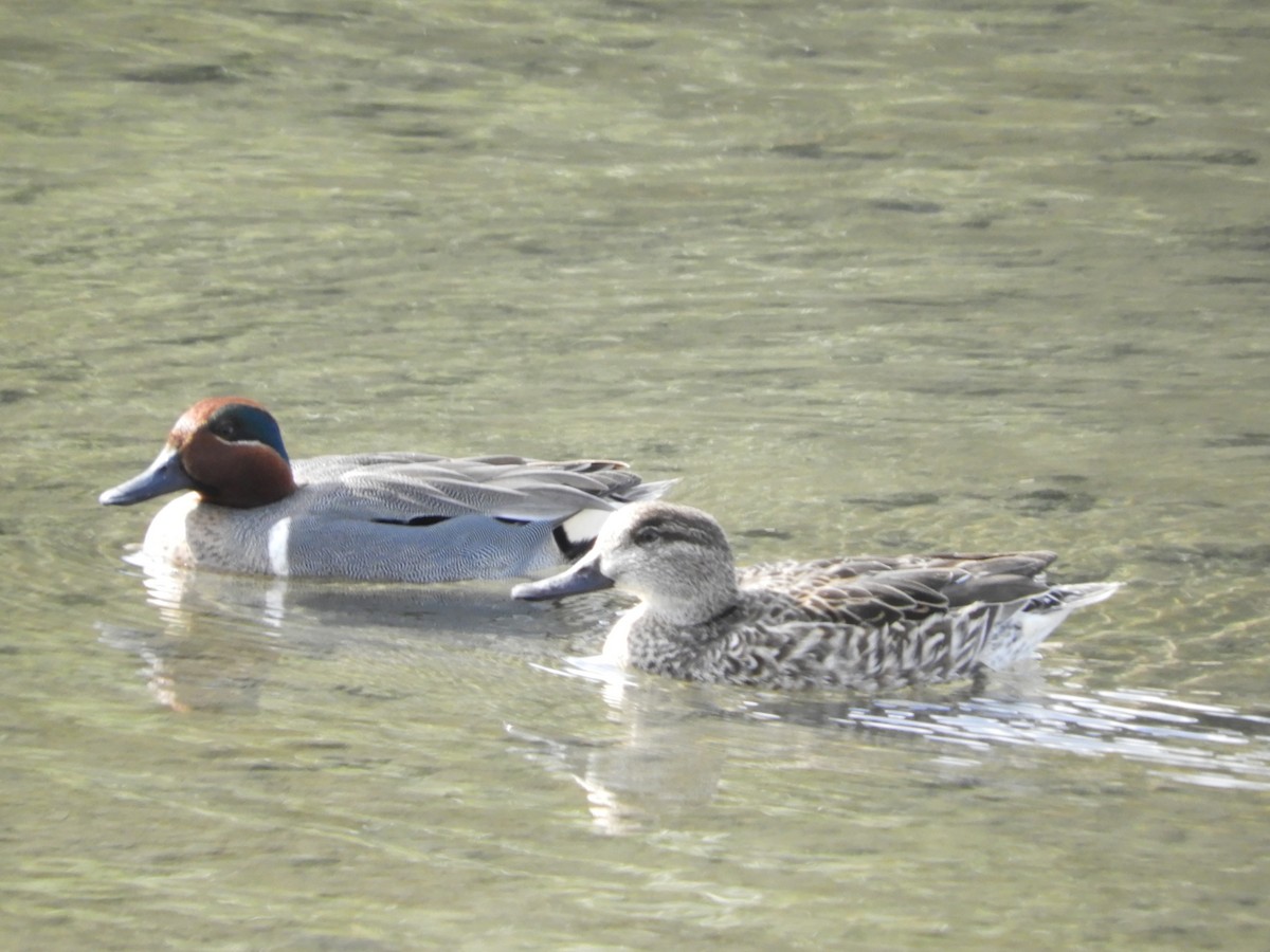 Green-winged Teal - Yvonne Burch-Hartley