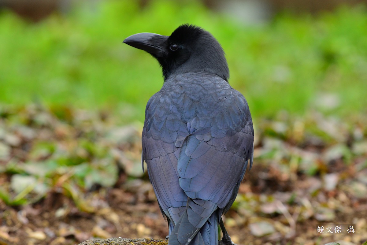 Large-billed Crow - ML83373201