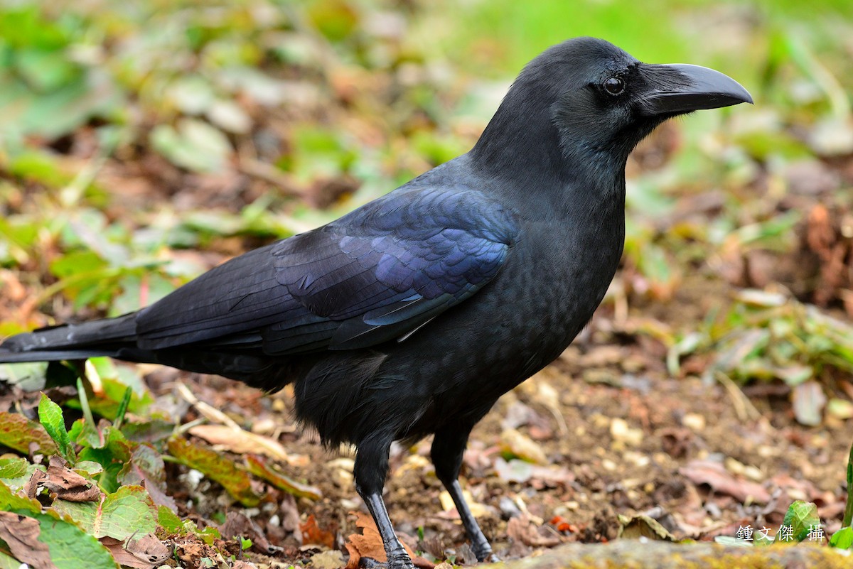 Large-billed Crow - 文傑 CHUNG