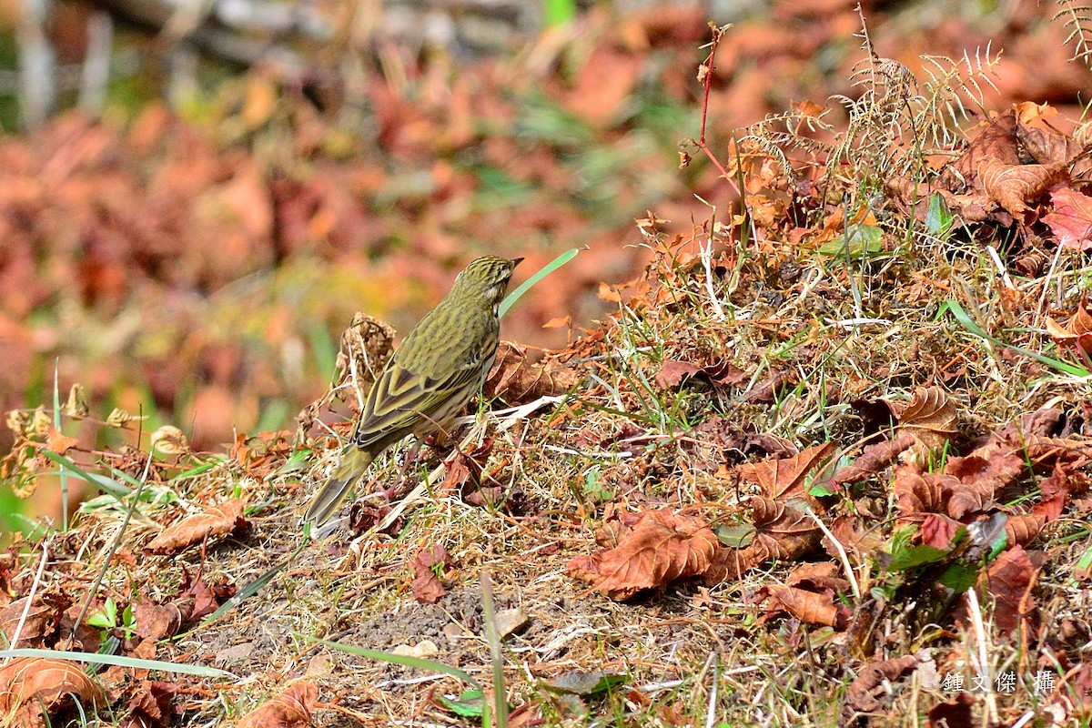 Olive-backed Pipit - ML83374081