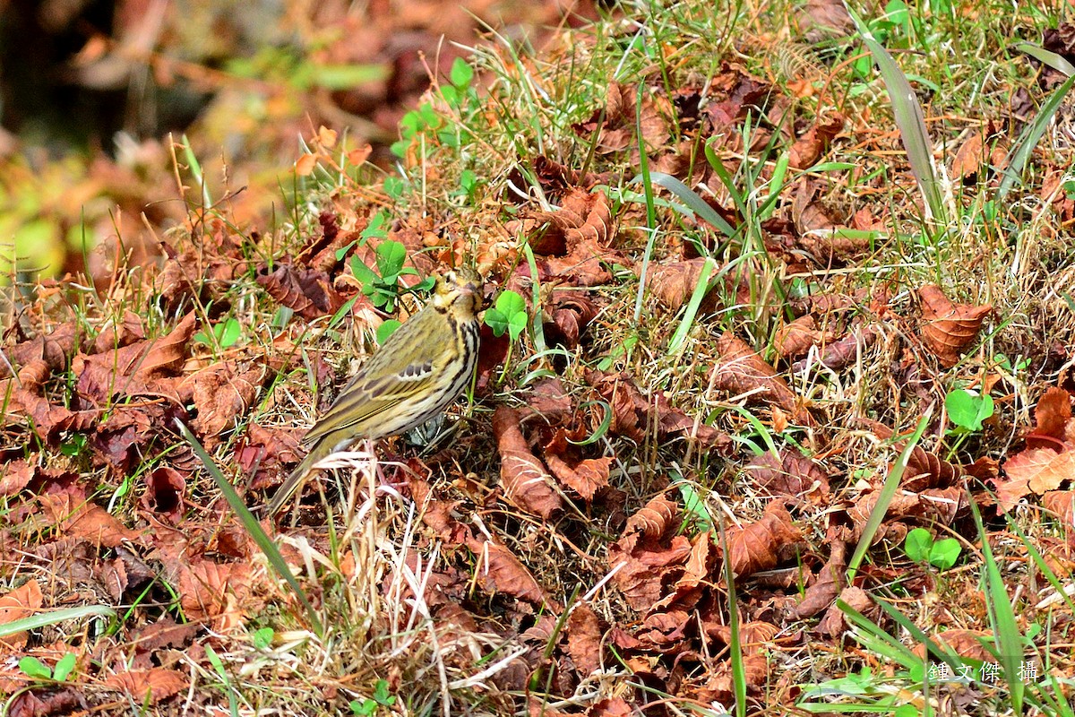 Olive-backed Pipit - 文傑 CHUNG