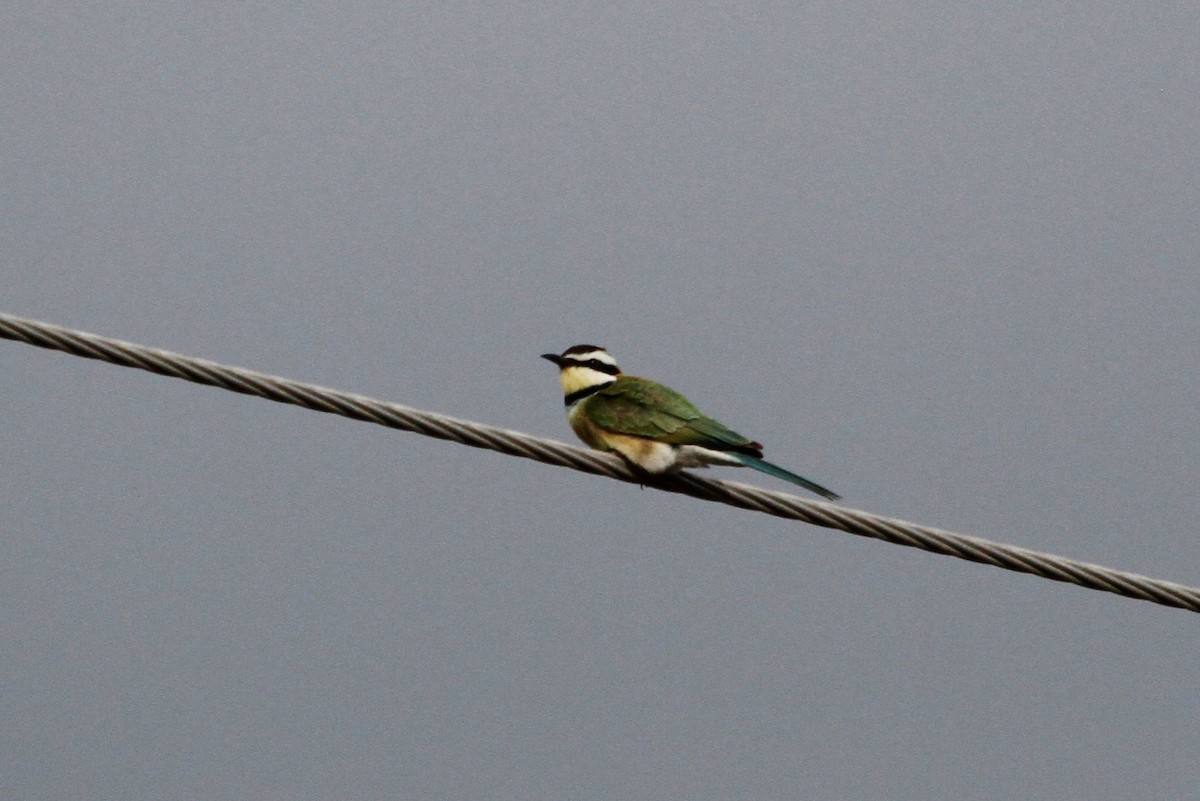 White-throated Bee-eater - ML83377341