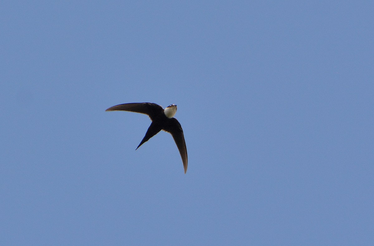 Lesser Swallow-tailed Swift - ML83377361