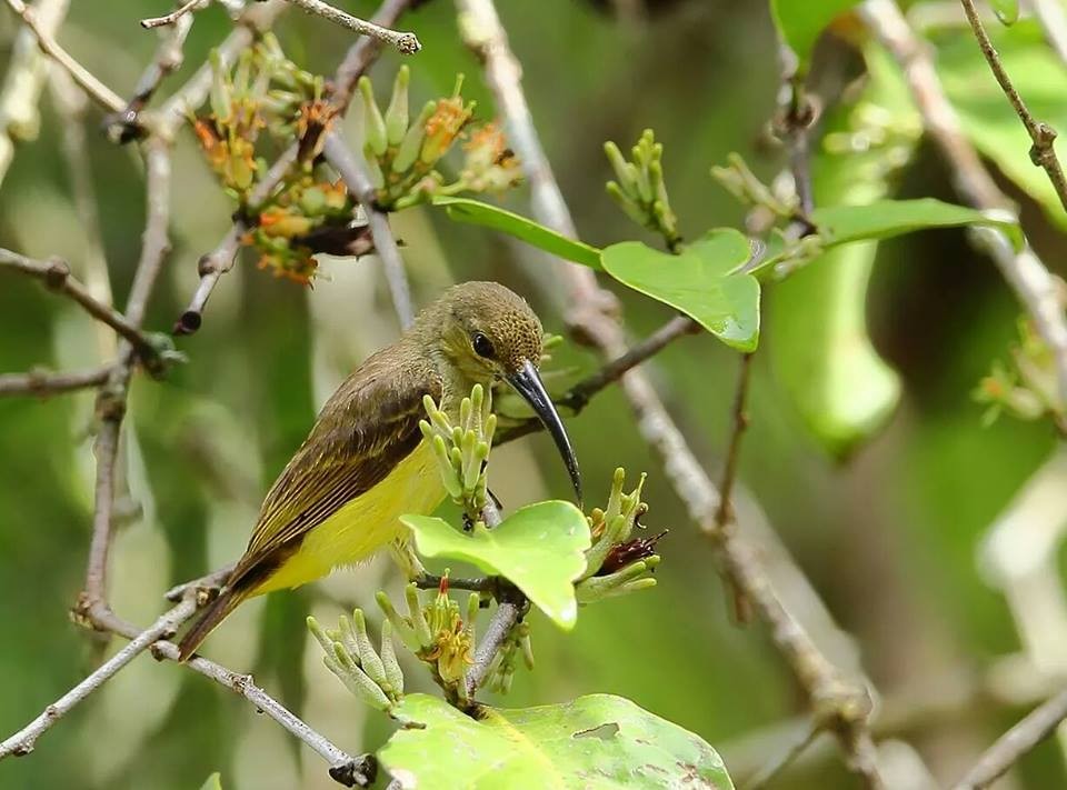 Thick billed Spiderhunter Arachnothera crassirostris Birds of the World