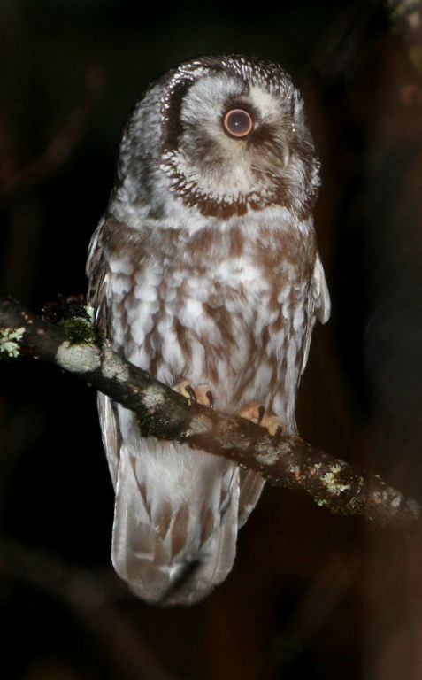Boreal Owl - Richard MacIntosh